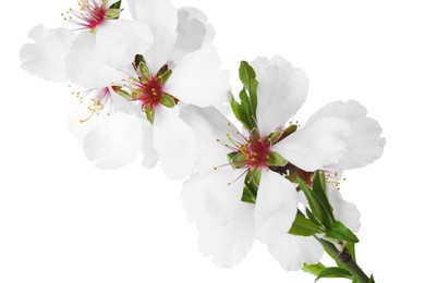 Photo of Tree branch with beautiful blossoms isolated on white. Spring season