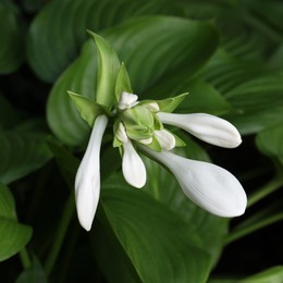 Beautiful hosta plantaginea with white flowers and green leaves in garden, closeup