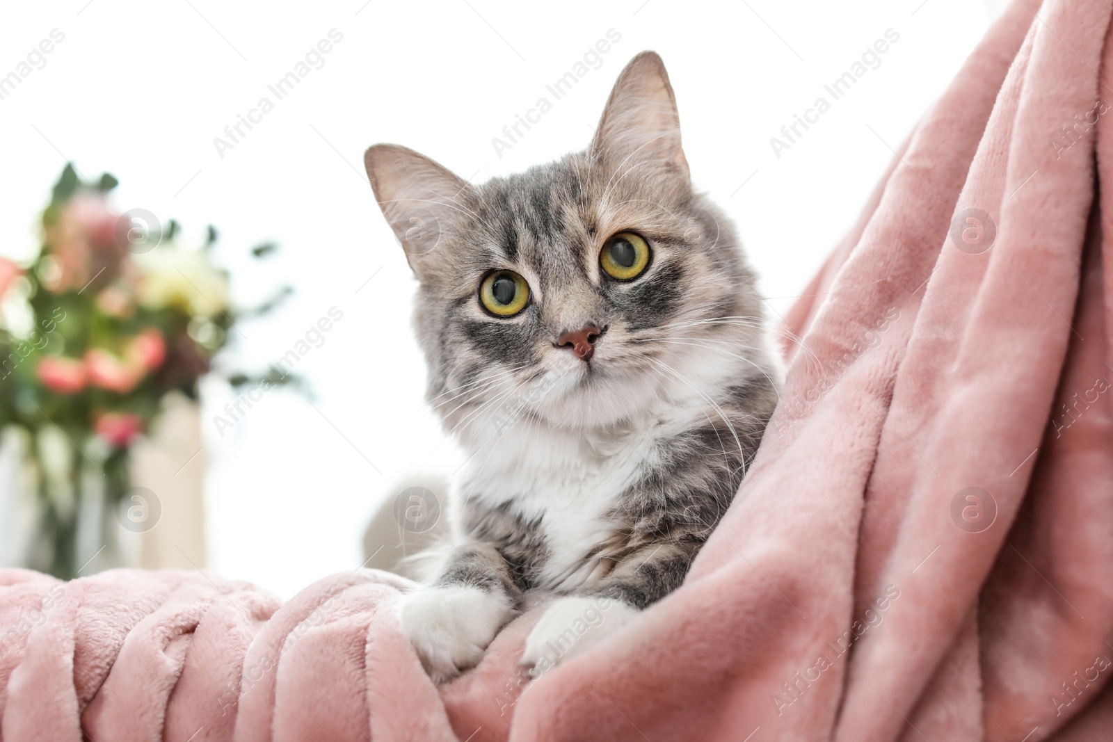 Photo of Cute cat lying on soft plaid at home