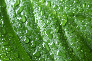 Photo of Macro view of water drops on green leaf