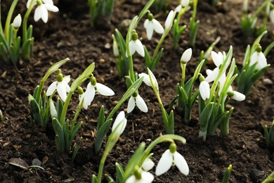 Beautiful snowdrops growing outdoors. Early spring flowers