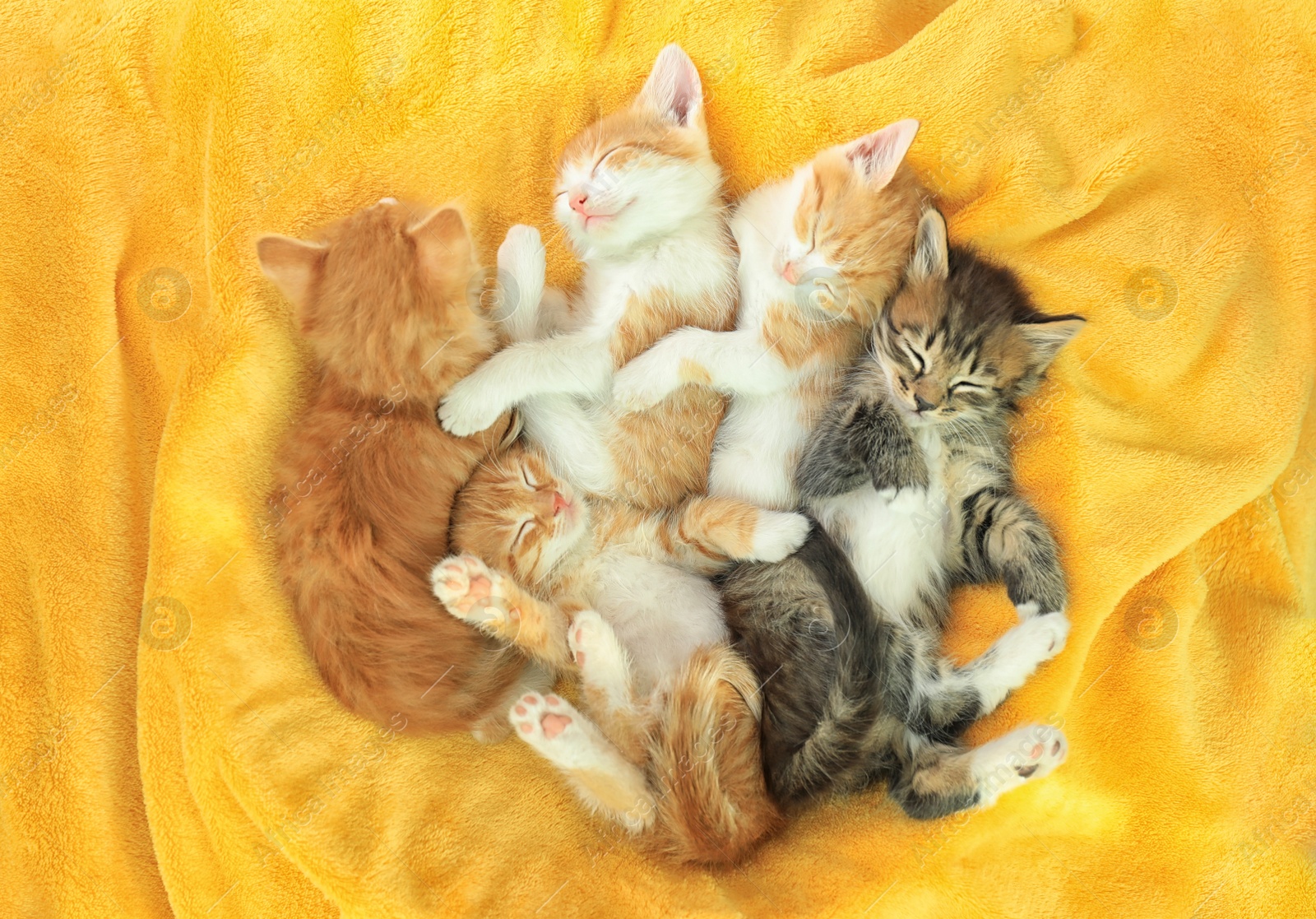 Photo of Cute little kittens on yellow soft blanket, above view