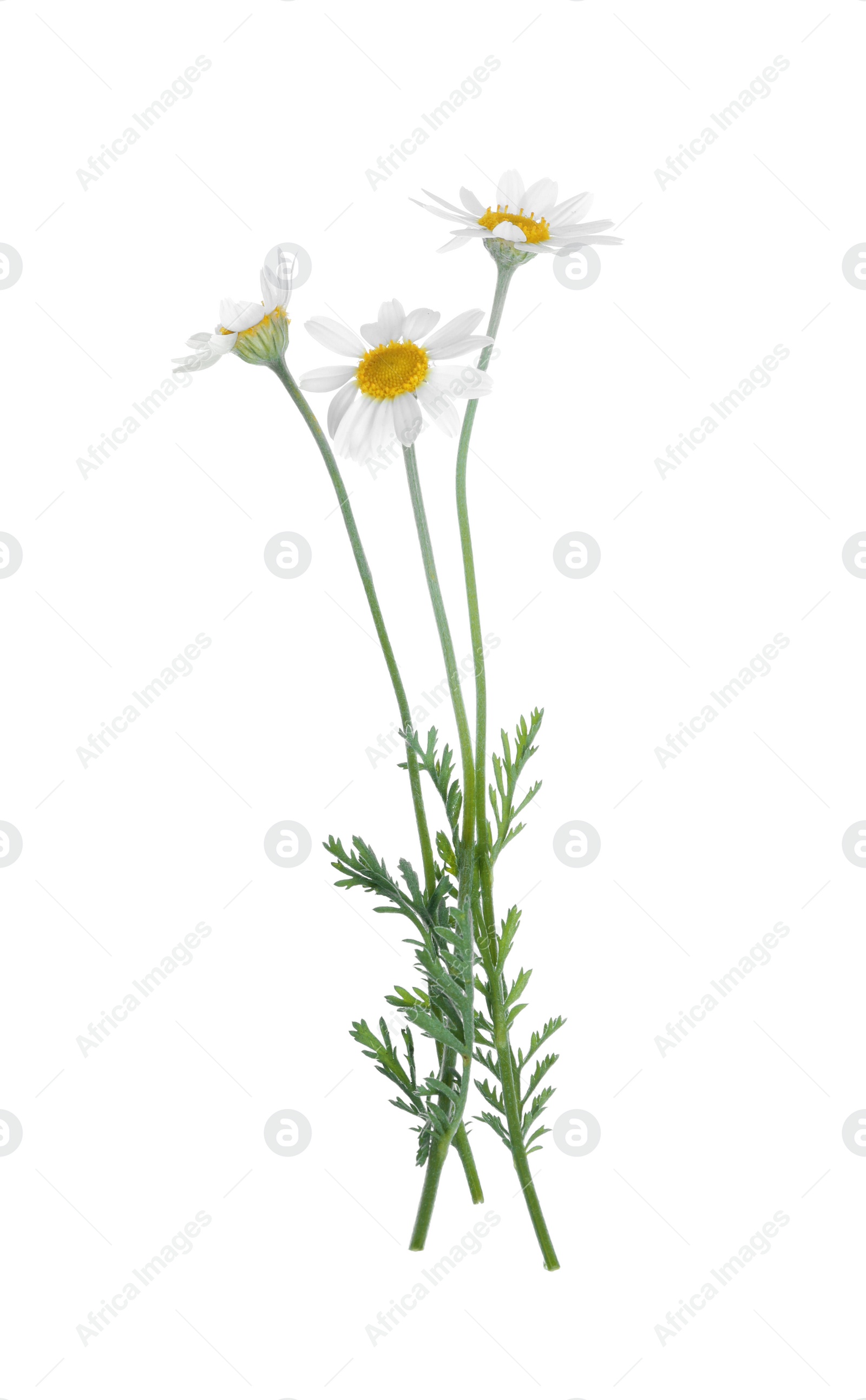 Photo of Blooming chamomiles isolated on white. Beautiful flowers