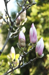 Beautiful blooming Magnolia tree on sunny day outdoors, closeup