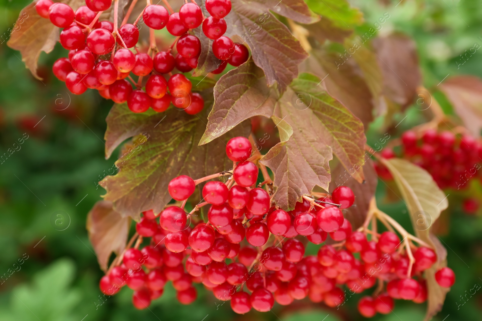 Photo of Beautiful viburnum shrub with ripe berries outdoors