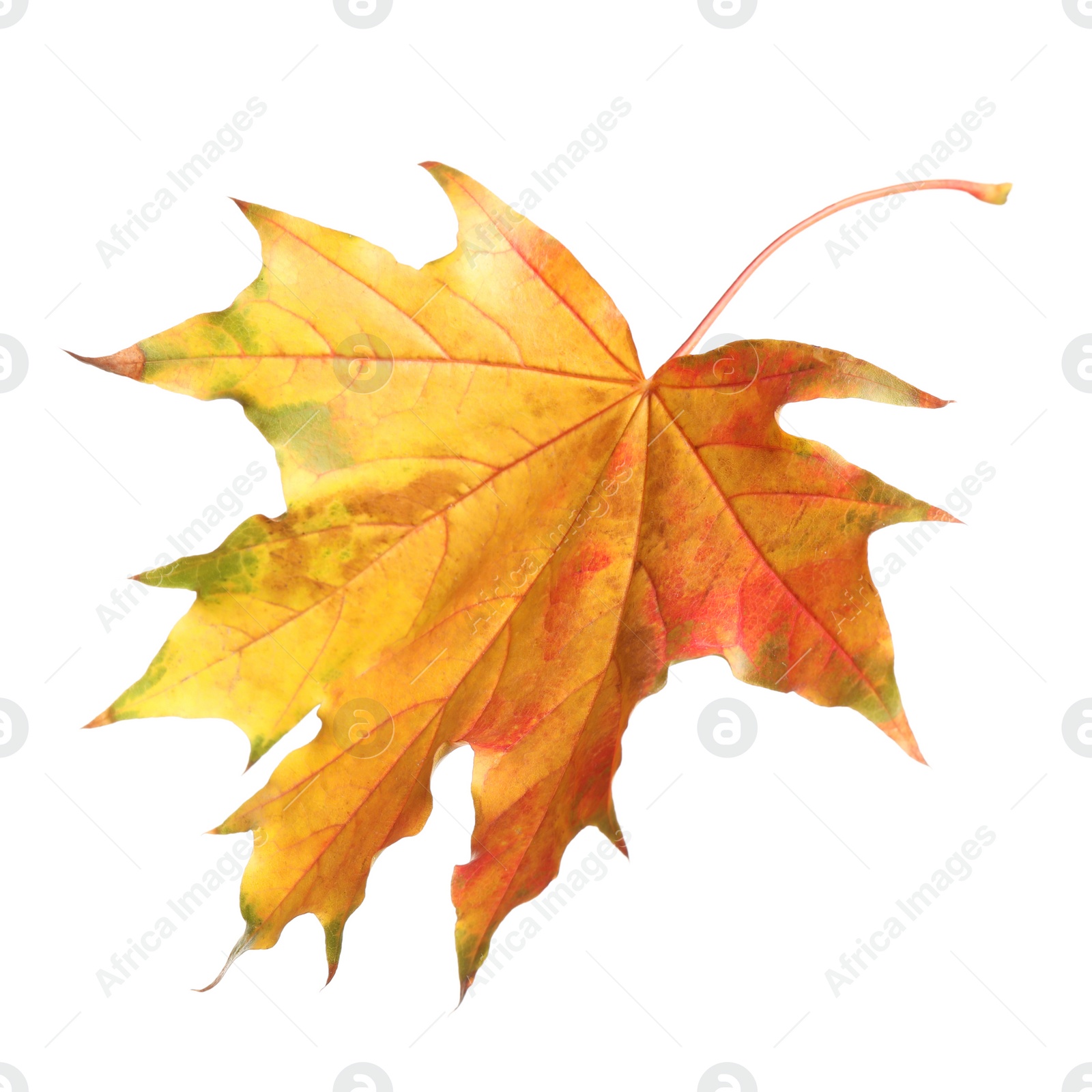 Photo of Beautiful leaf isolated on white. Autumn season