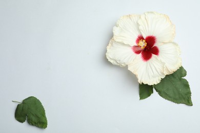 Photo of Beautiful tropical hibiscus flower and leaves on white background, flat lay. Space for text