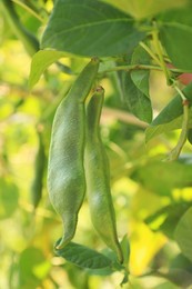 Photo of Fresh green beans growing outdoors on sunny day, closeup