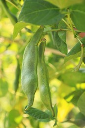 Fresh green beans growing outdoors on sunny day, closeup