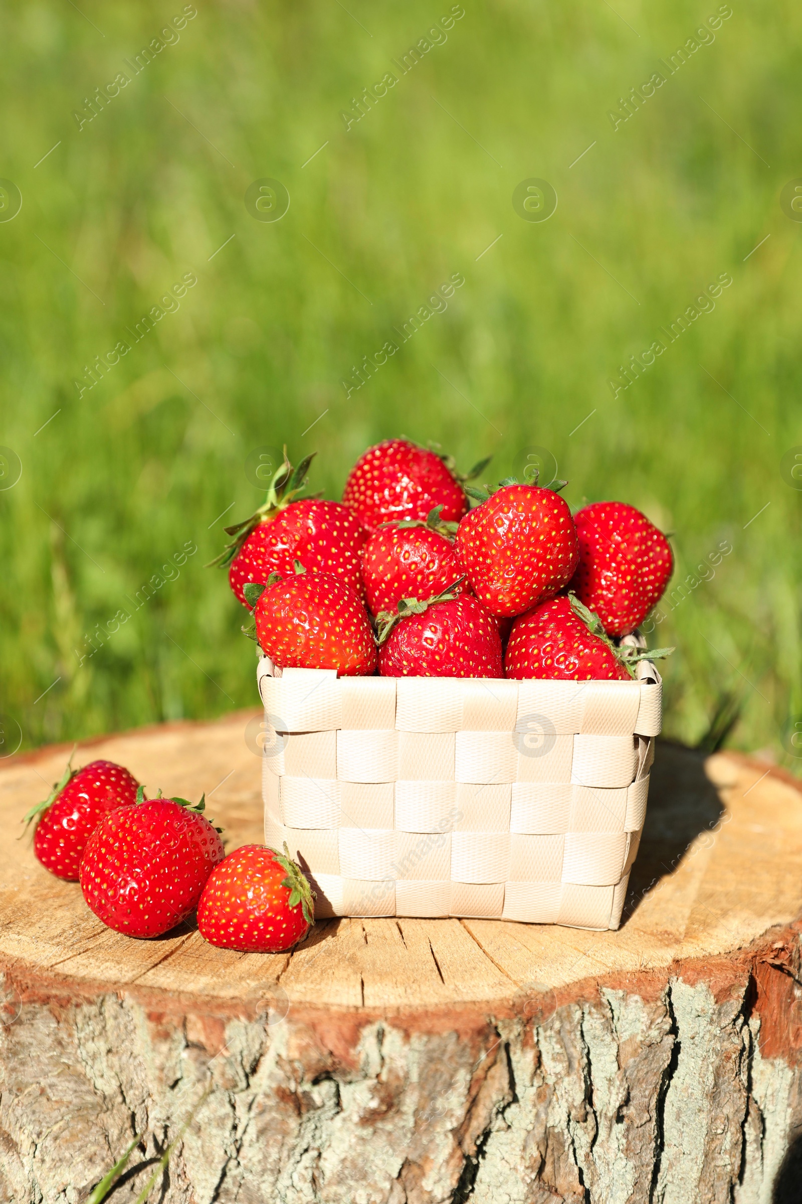 Photo of Basket and ripe strawberries outdoors on sunny day