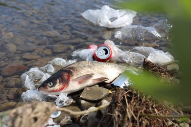 Photo of Dead fish among trash near river. Environmental pollution concept