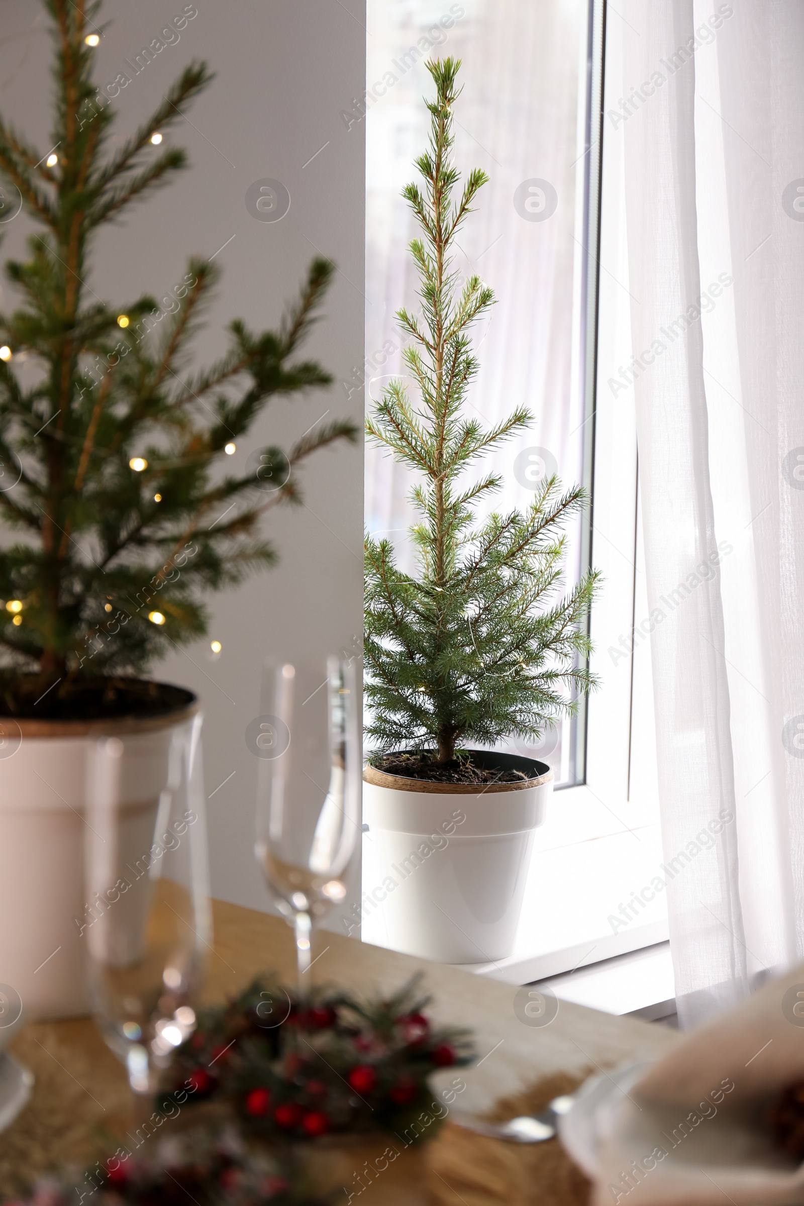 Photo of Small potted fir trees in dining room. Interior design