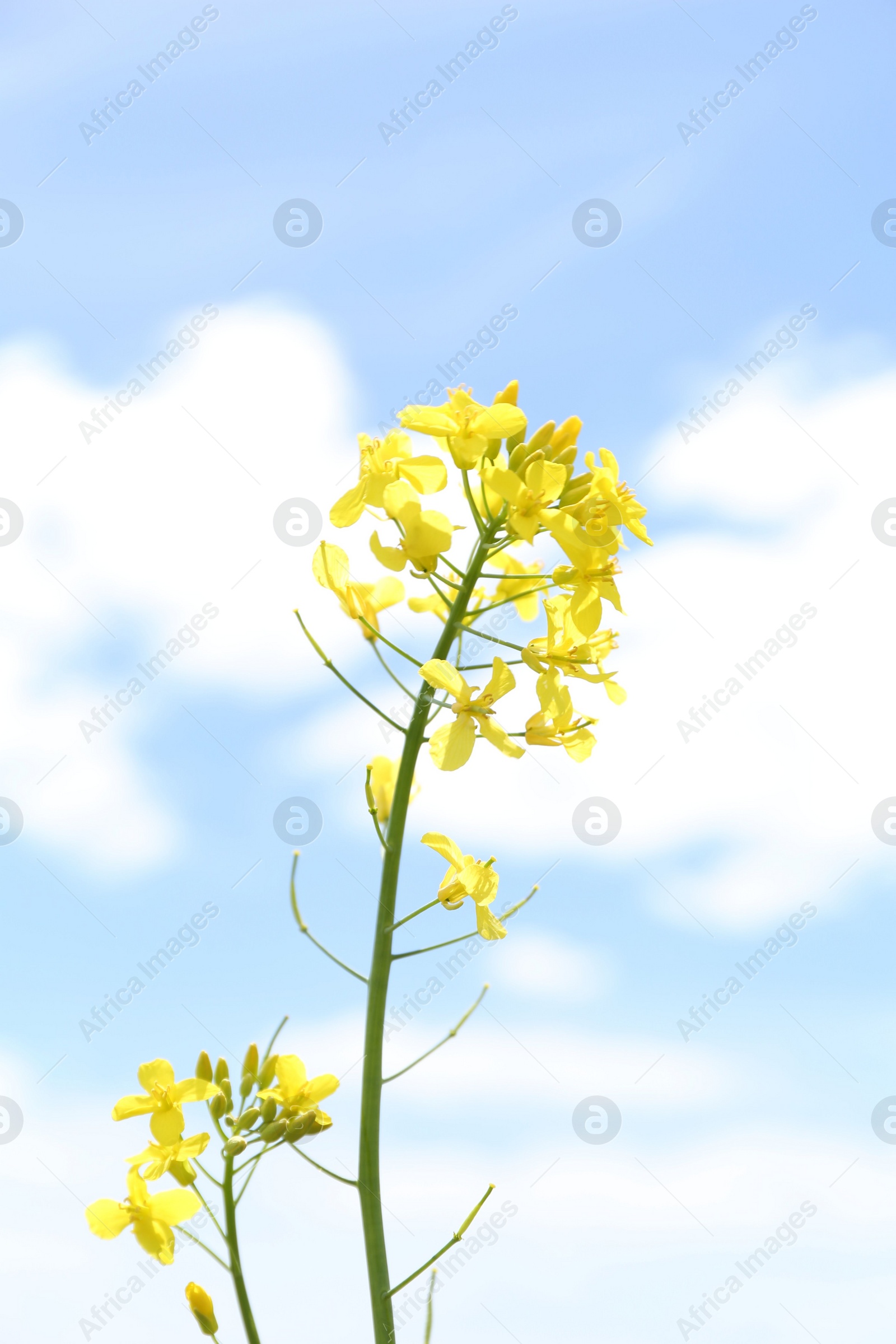 Photo of Beautiful rapeseed flowers blooming under blue sky, closeup