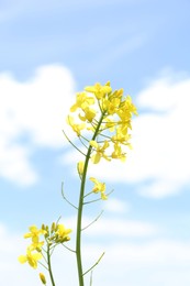 Beautiful rapeseed flowers blooming under blue sky, closeup