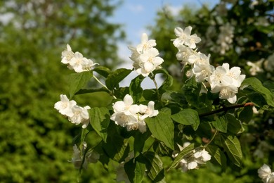 Beautiful blooming white jasmine shrub outdoors on sunny day