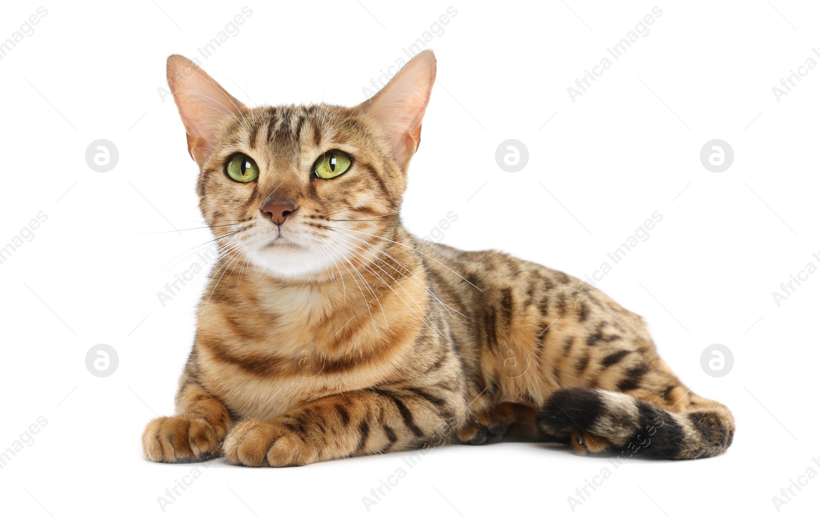 Photo of Cute Bengal cat on white background. Adorable pet