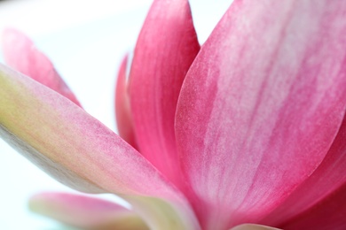 Photo of Beautiful blooming pink lotus flower on light background, closeup
