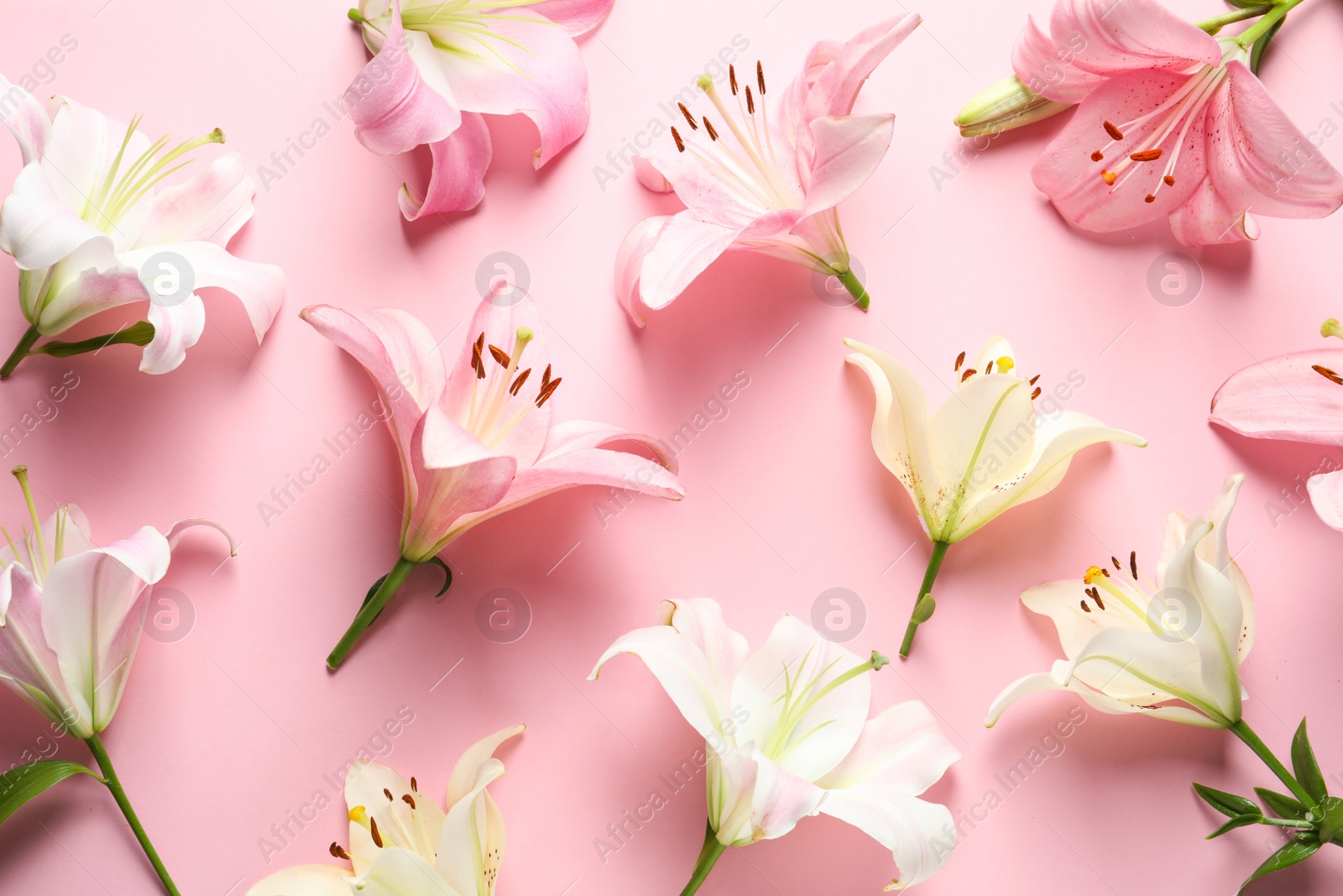 Photo of Flat lay composition with beautiful blooming lily flowers on color background