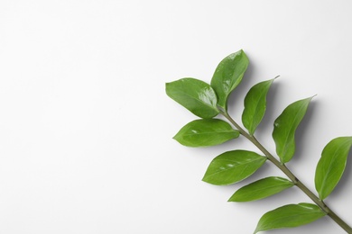 Tropical zamioculcas plant branch with leaves on white background