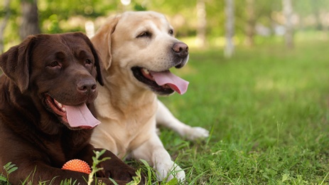 Photo of Cute Labrador Retriever dogs with toy ball on grass in summer park