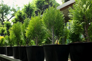 Many beautiful potted evergreen thuja trees on rack outdoors