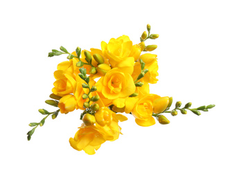 Photo of Bouquet of beautiful yellow freesia flowers on white background