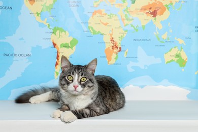 Photo of Cute cat on white table near map. Travelling with pet