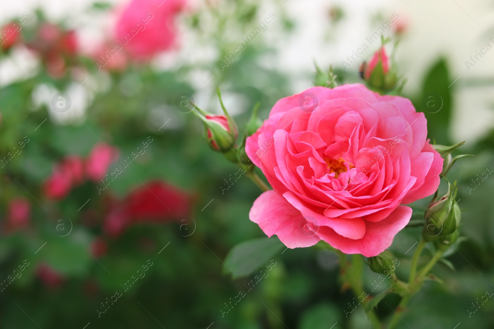 Photo of Beautiful pink rose and buds on bush outdoors, closeup. Space for text