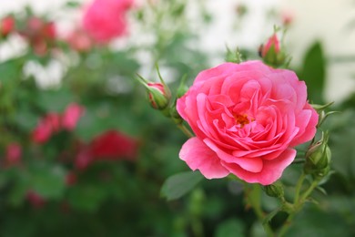 Beautiful pink rose and buds on bush outdoors, closeup. Space for text