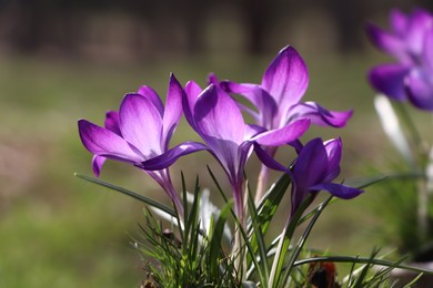 Photo of Fresh purple crocus flowers growing on blurred background