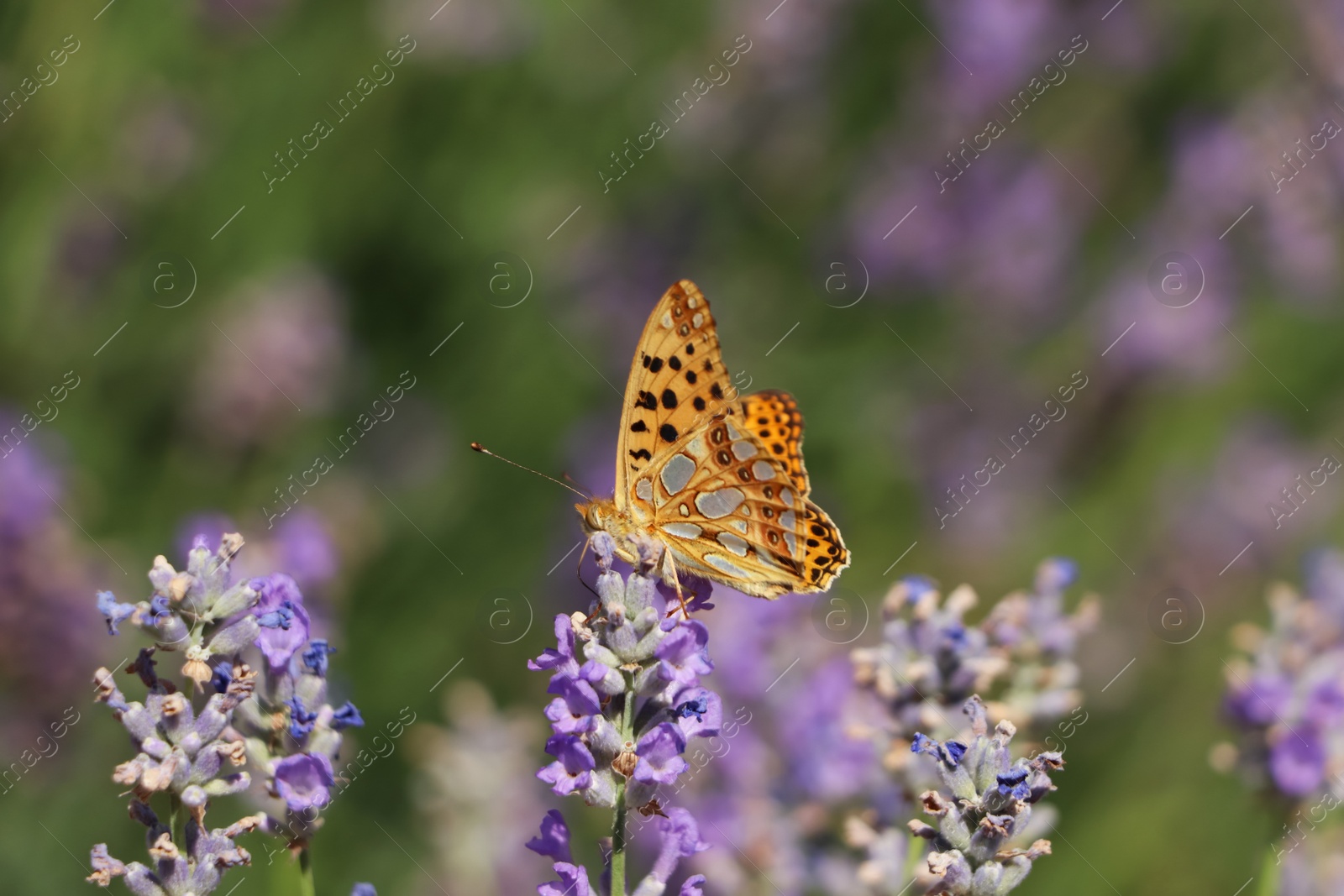 Photo of Beautiful butterfly in lavender field on summer day, closeup