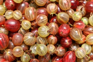 Many fresh ripe gooseberries as background, top view