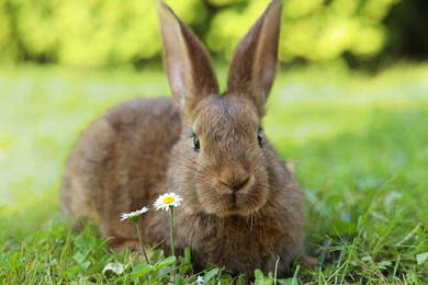 Cute fluffy rabbit on green grass in meadow