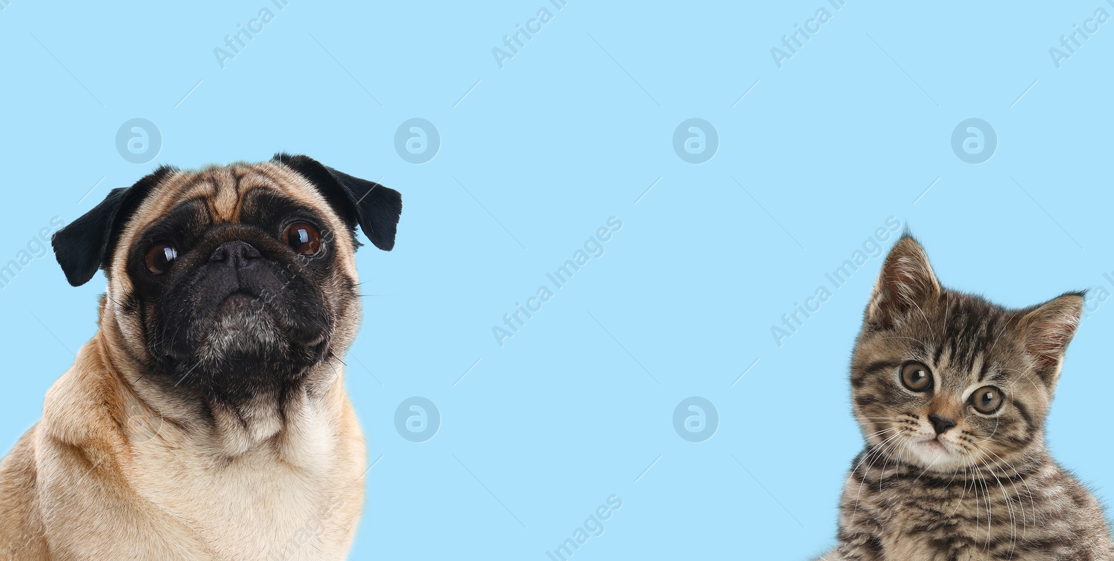 Image of Cute dog and cat on turquoise background, space for text. Banner design