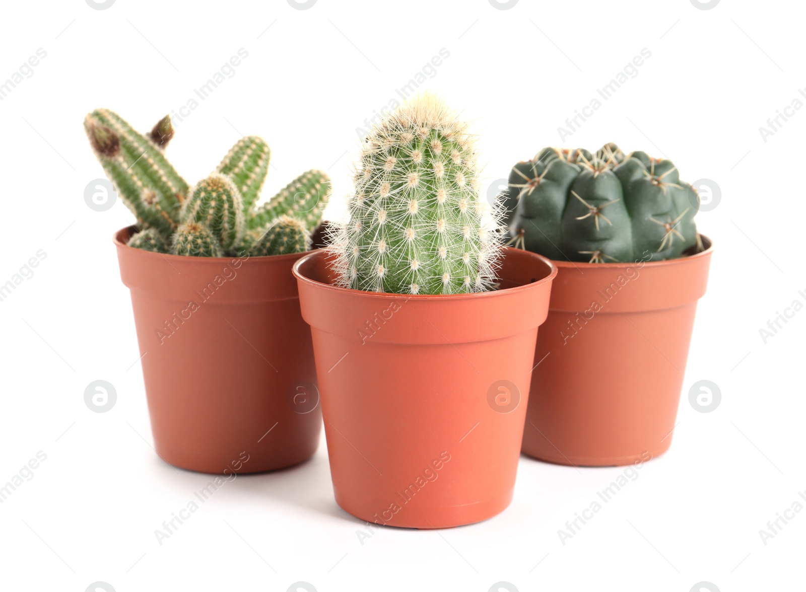 Photo of Different succulent plants in pots isolated on white. Home decor