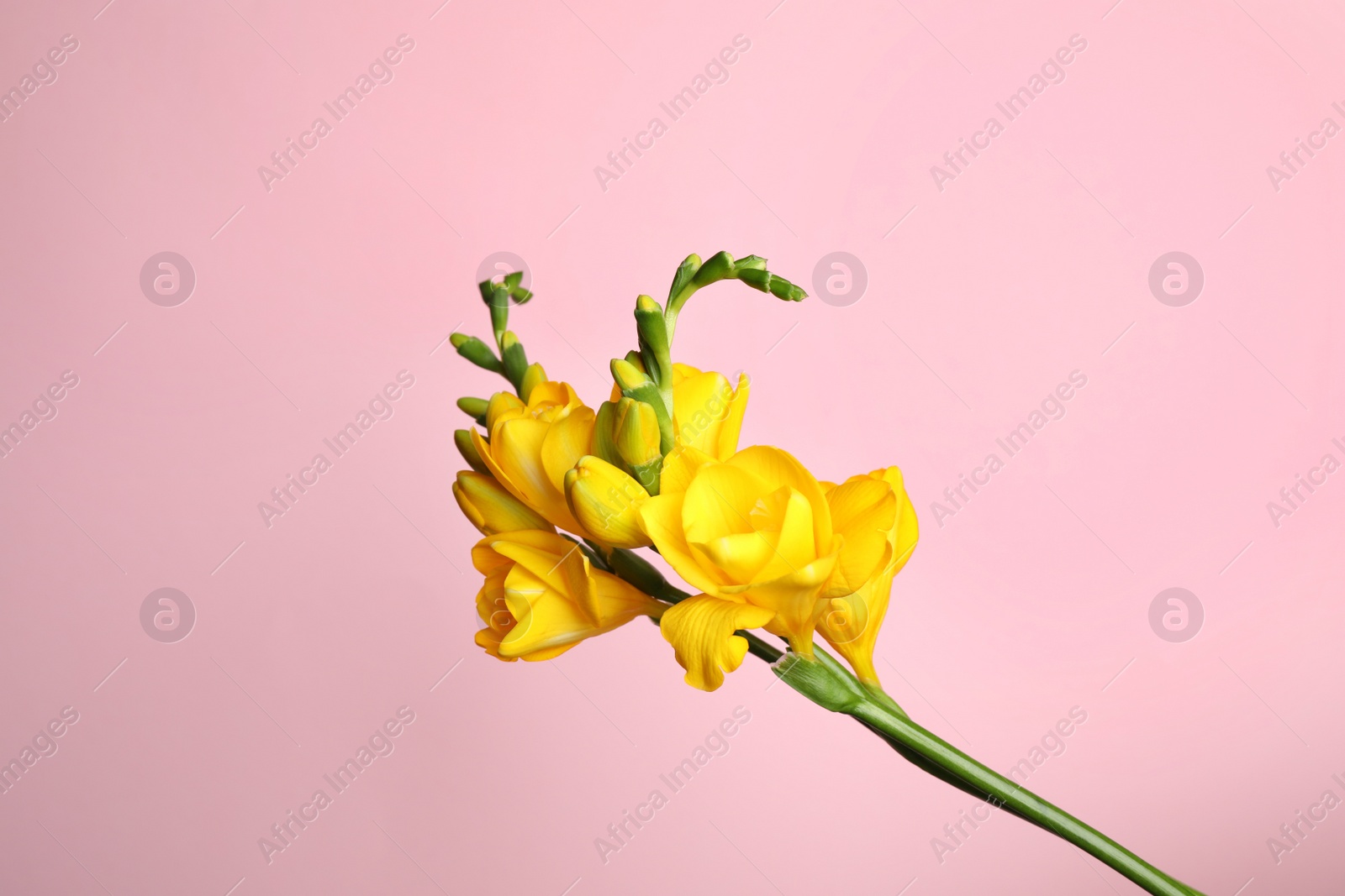 Photo of Beautiful yellow freesia flower on pink background