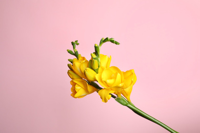 Beautiful yellow freesia flower on pink background