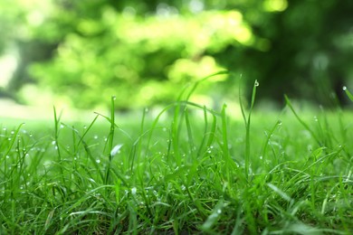 Photo of Fresh green grass with water drops growing outdoors in summer, closeup