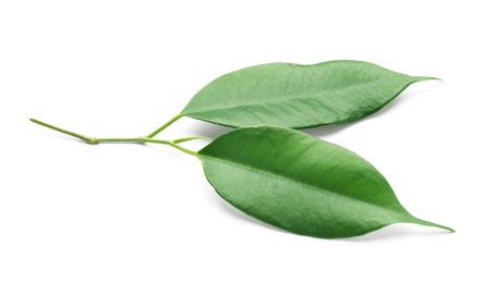 Photo of Fresh green ficus leaves on white background