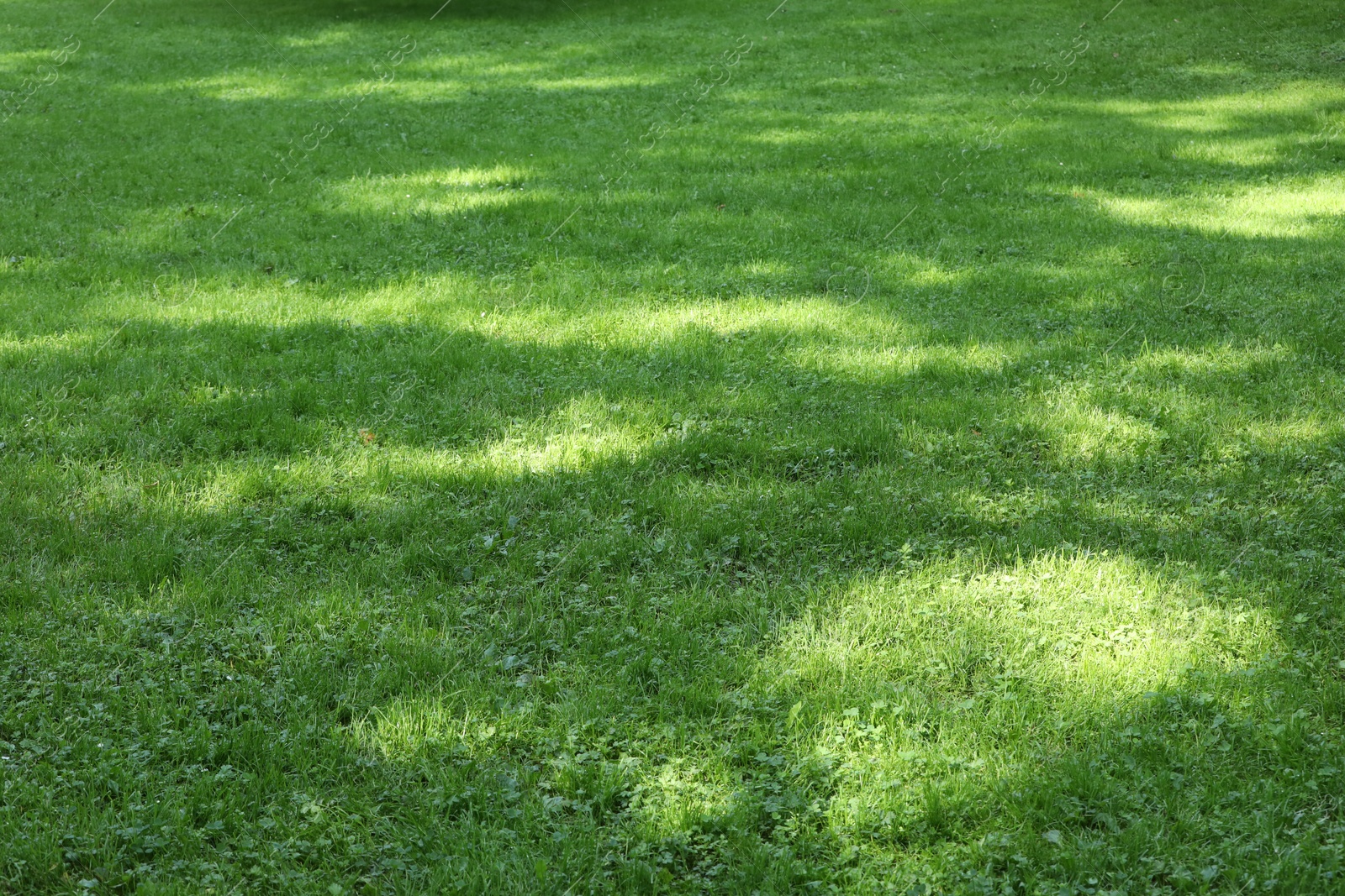 Photo of Fresh green grass growing outdoors in summer