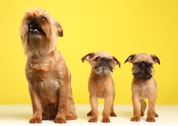 Studio portrait of funny Brussels Griffon dogs on color background