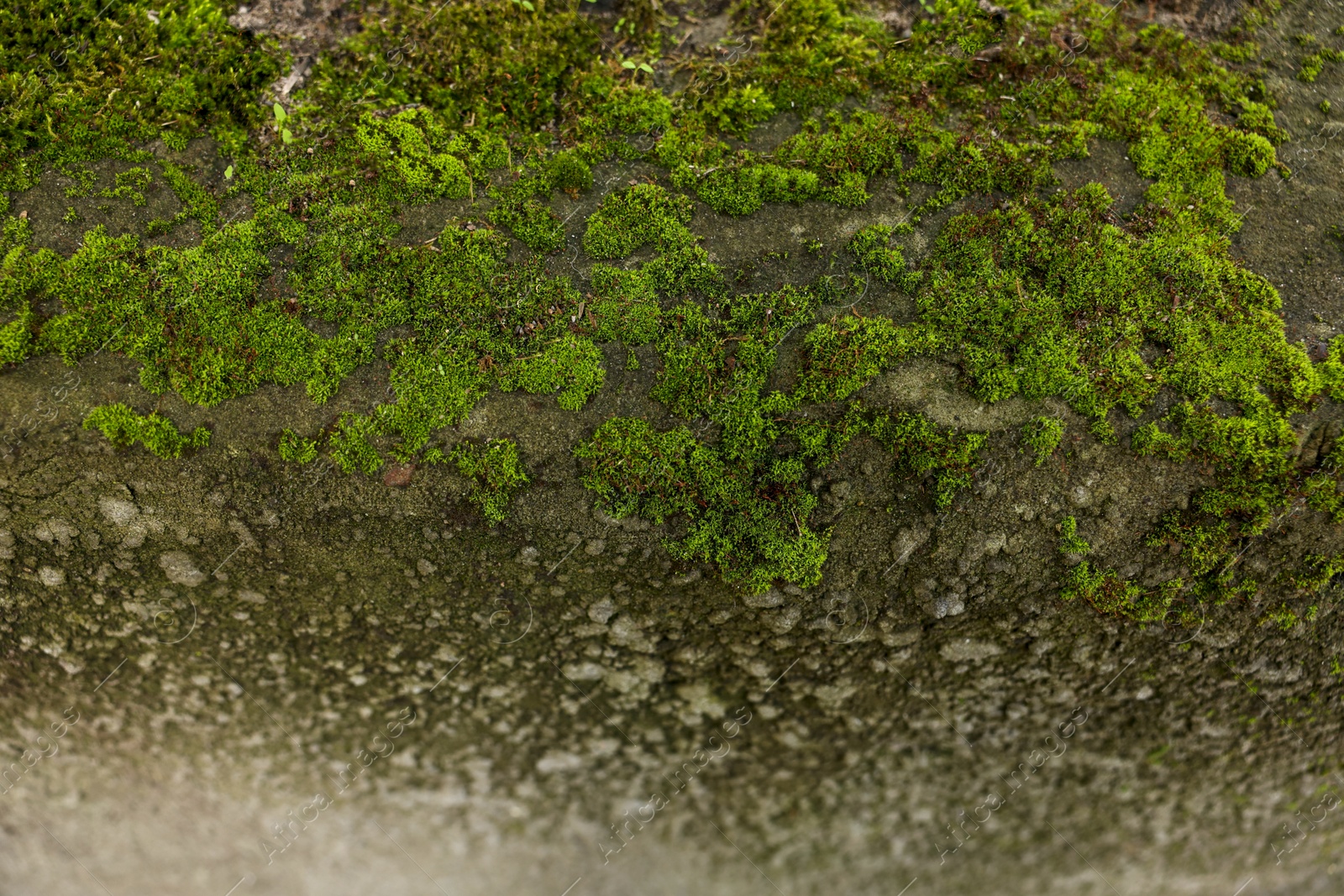 Photo of Textured surface with moss as background, closeup