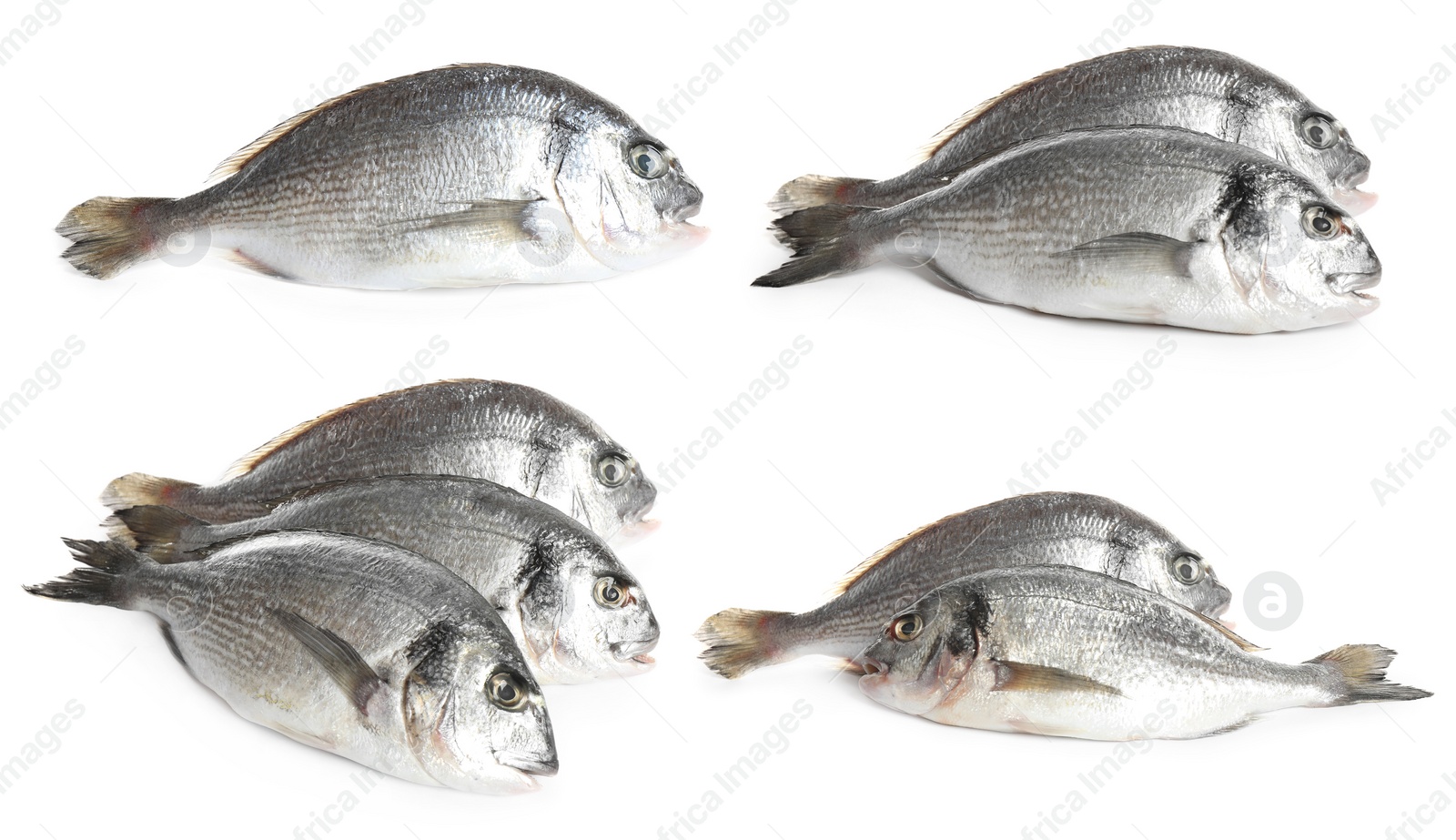 Image of Set of fresh raw dorada fish on white background