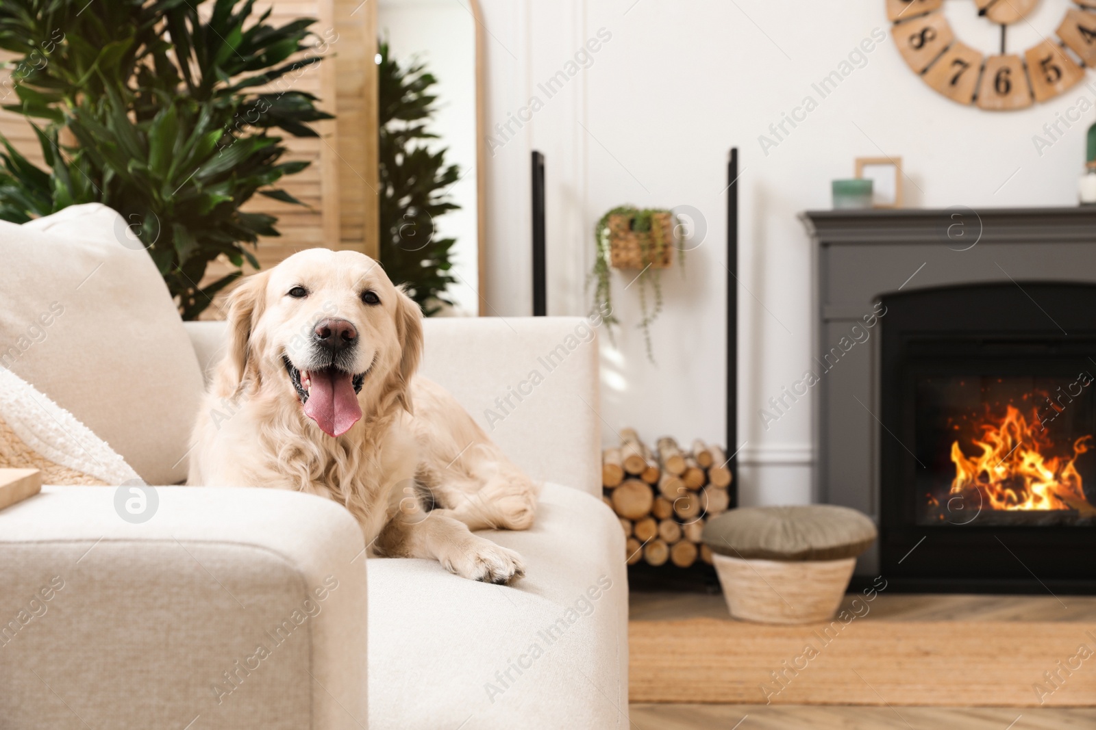 Photo of Adorable Golden Retriever dog on sofa near electric fireplace indoors