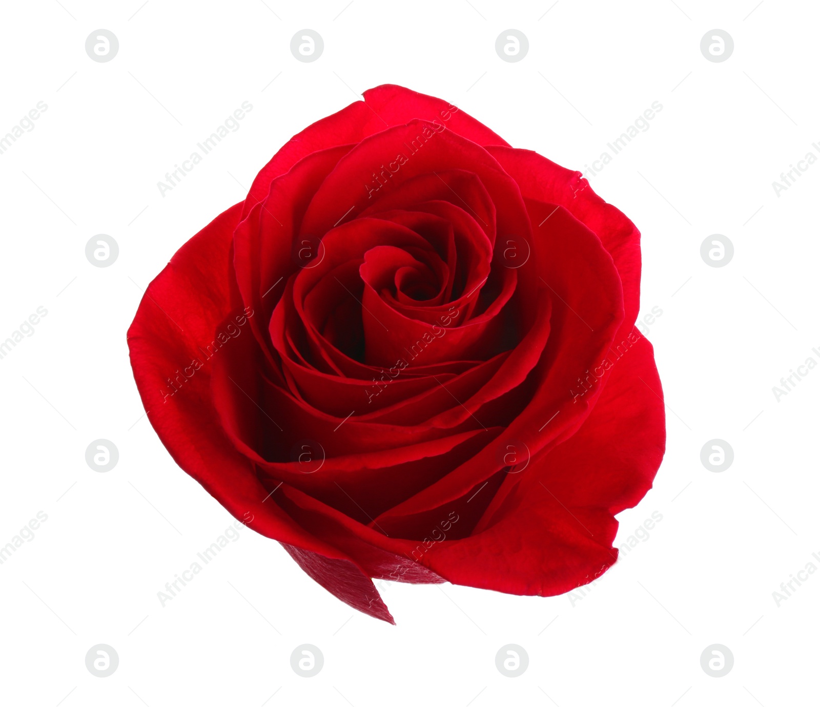 Photo of Beautiful red rose on white background. Perfect gift