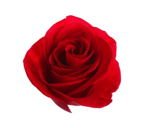 Photo of Beautiful red rose on white background. Perfect gift