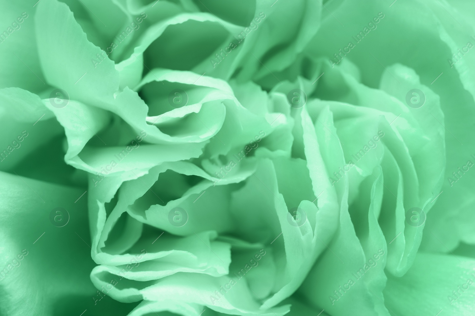 Image of Closeup view of beautiful blooming carnation as background. Image toned in mint color 