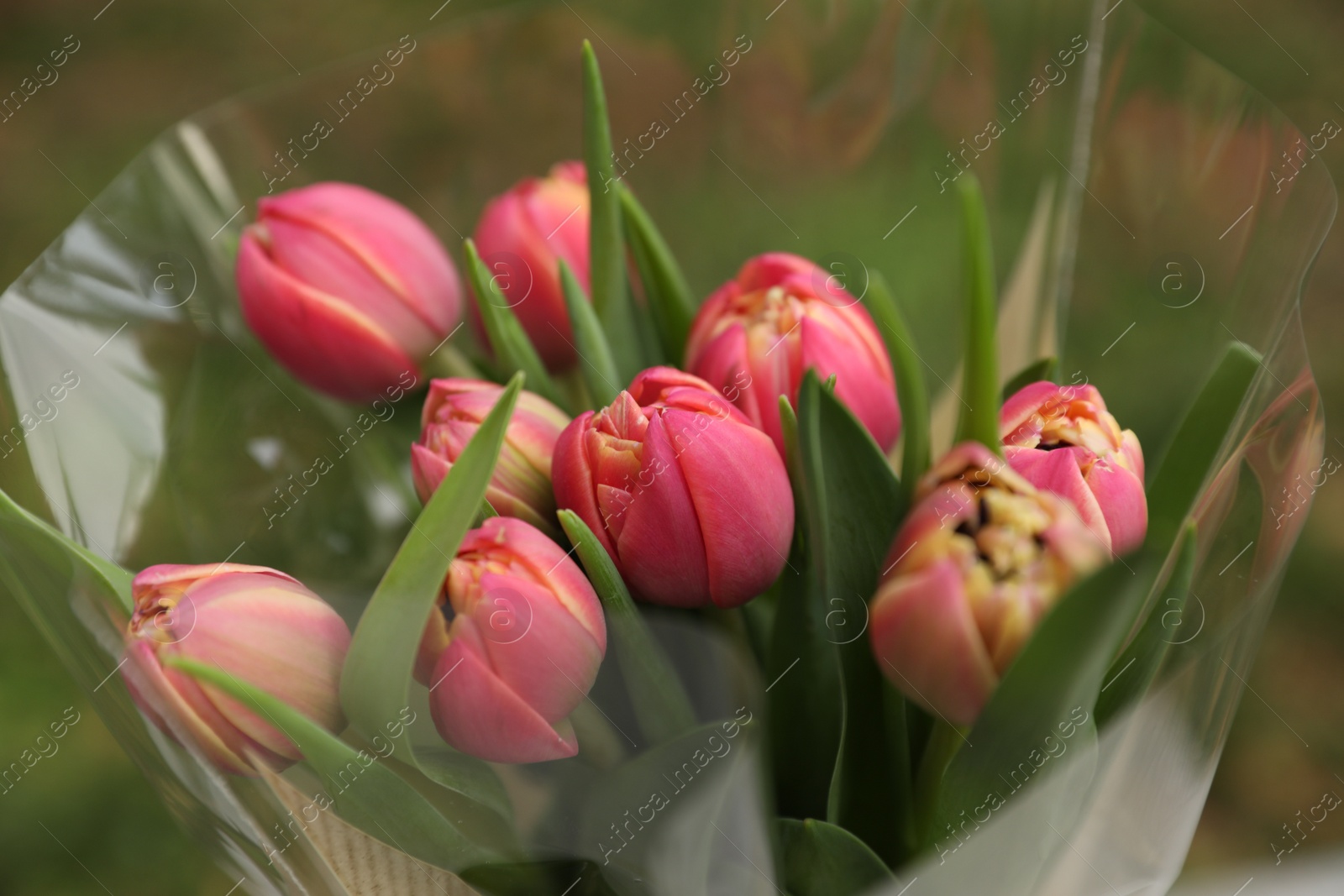 Photo of Beautiful bouquet of tulip flowers outdoors, closeup