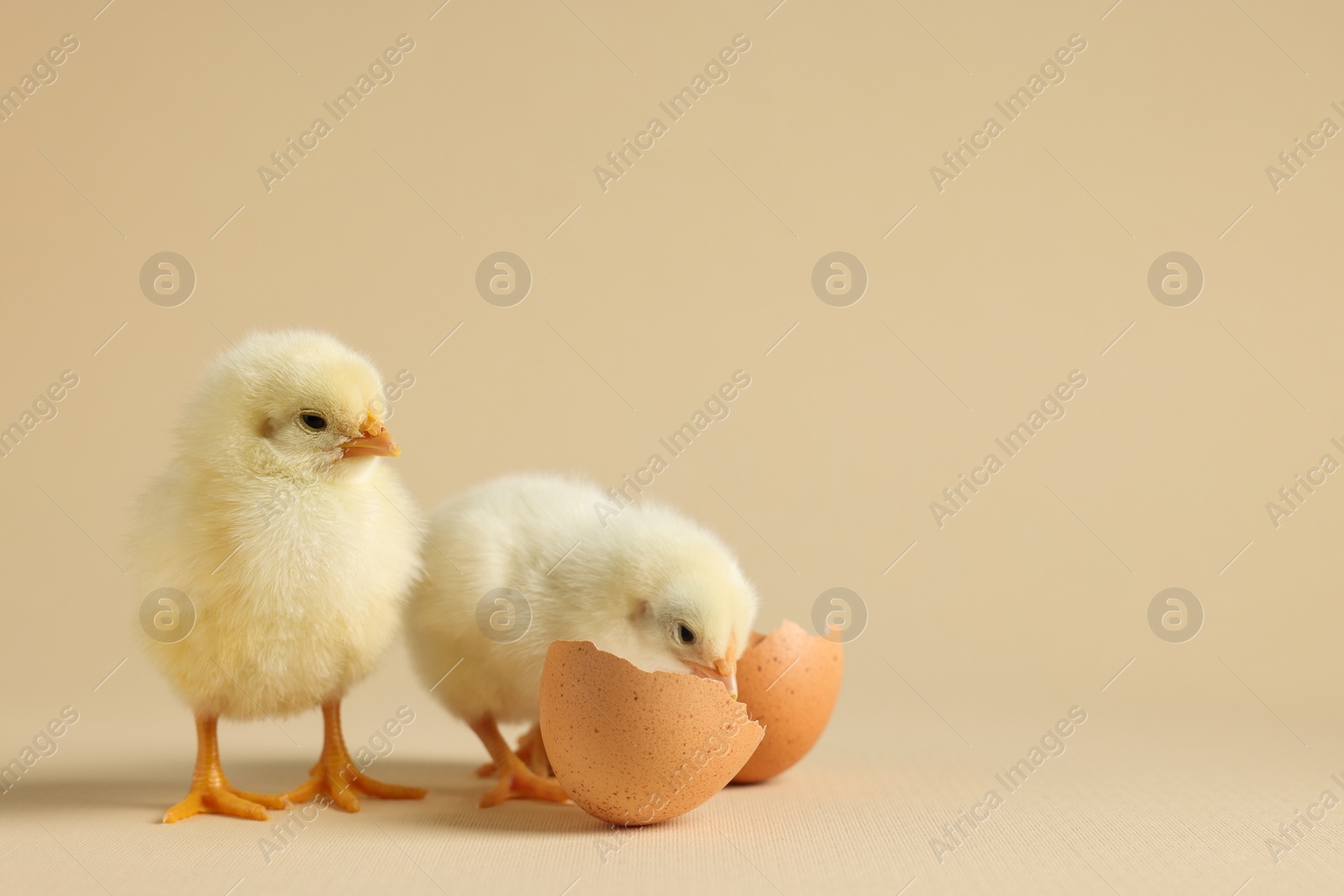 Photo of Two cute chicks and pieces of eggshell on beige background, closeup with space for text. Baby animals