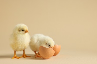 Photo of Two cute chicks and pieces of eggshell on beige background, closeup with space for text. Baby animals